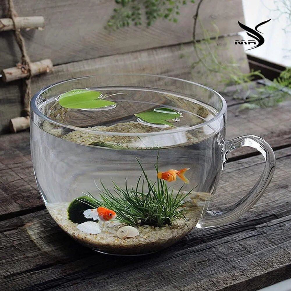 Mini Aquarium en Verre