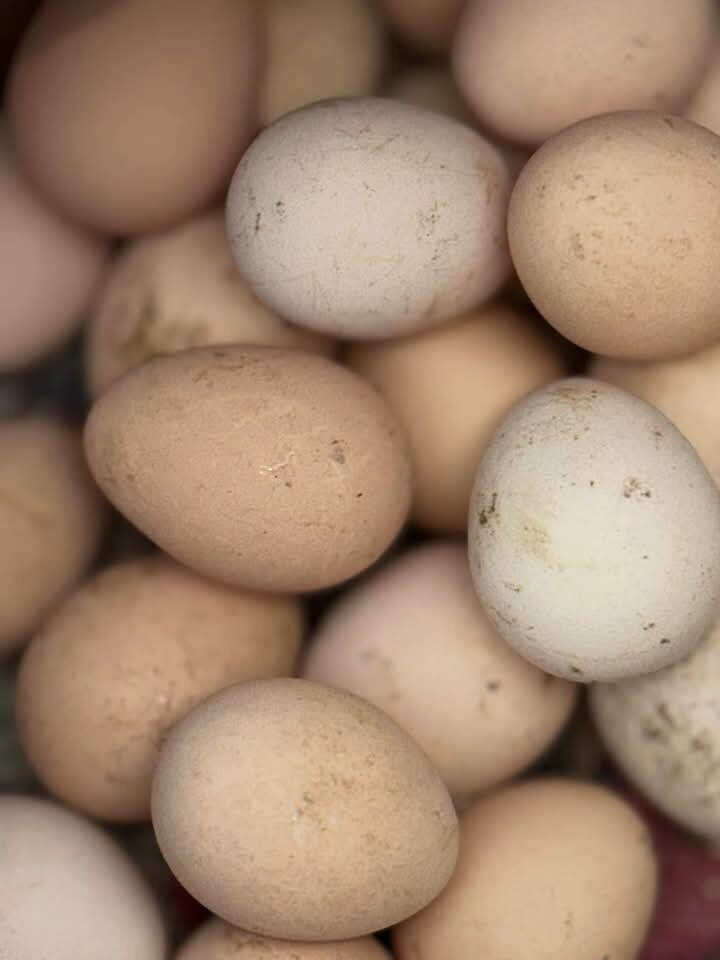Guinea Fowl Eggs For sale