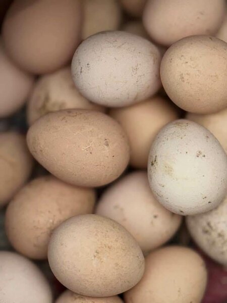 Guinea Fowl Eggs For sale