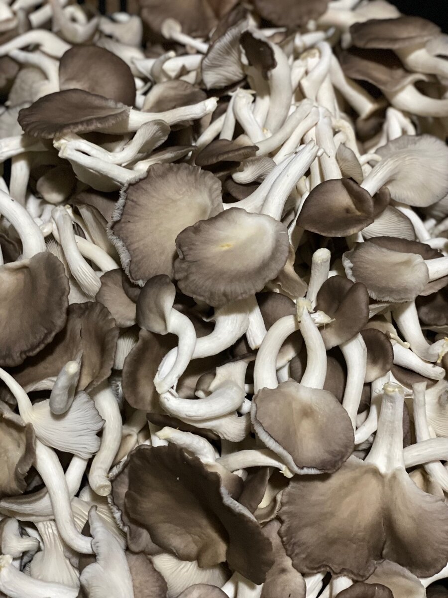 Fresh oyster mushrooms (1kg)