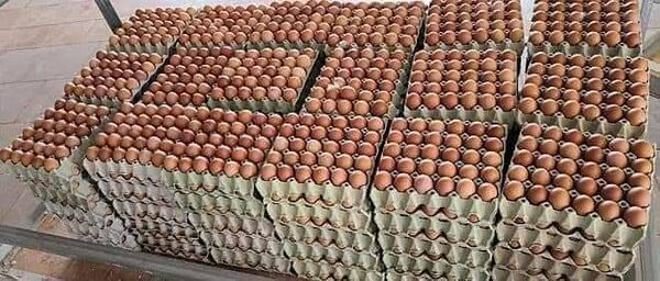 Fresh Eggs