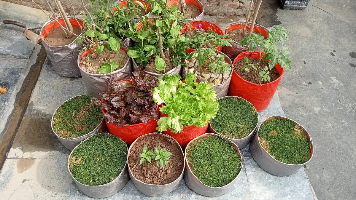 Seasonal Organic Vegitables