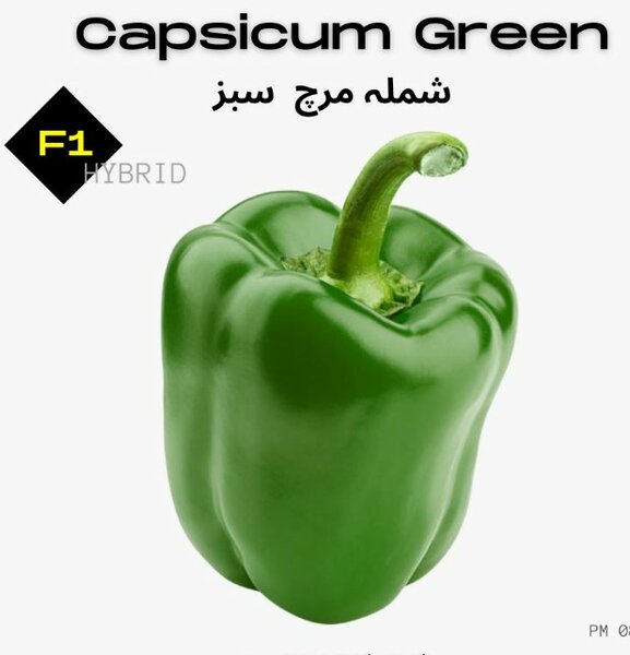 Capsicum Green Seeds, F1 Hybrid شملہ مرچ سبز