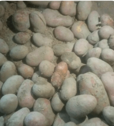 Patato 1kg