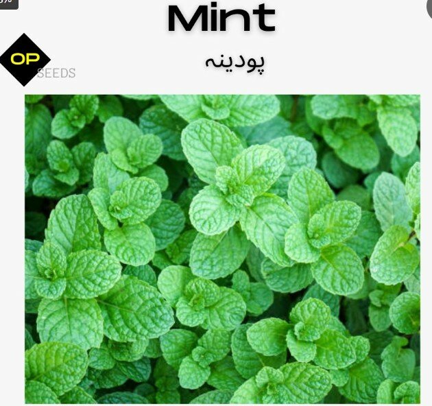 Mint Seeds
