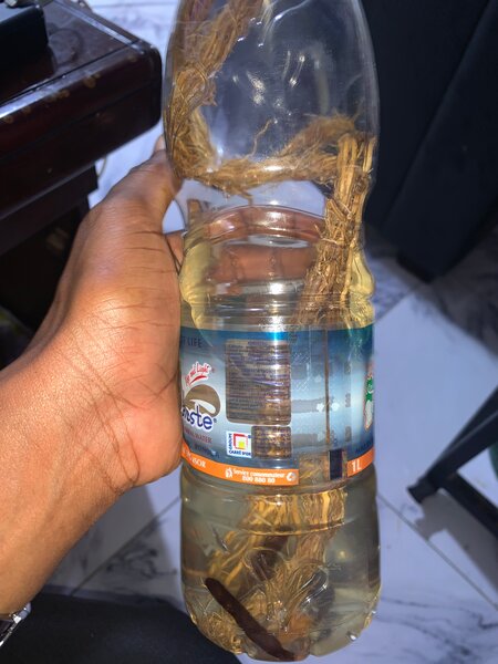 Racine de vétiver ou gongoli