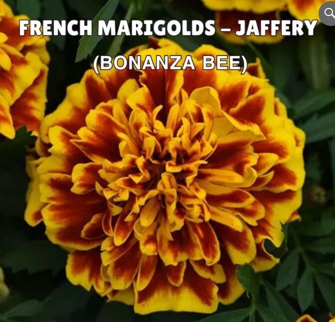 French Marigolds – Jaffery (Bonanza Bee)