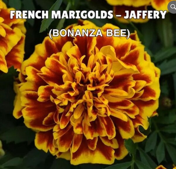 French Marigolds – Jaffery (Bonanza Bee)
