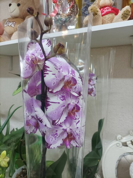 Орхидеи для любимых
