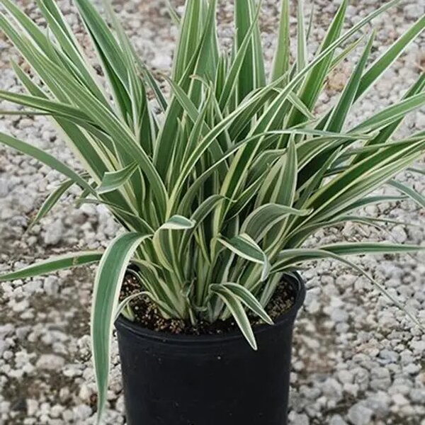 Spider plant ( Daniella)