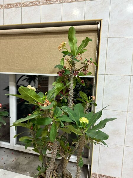 Молочай Миля