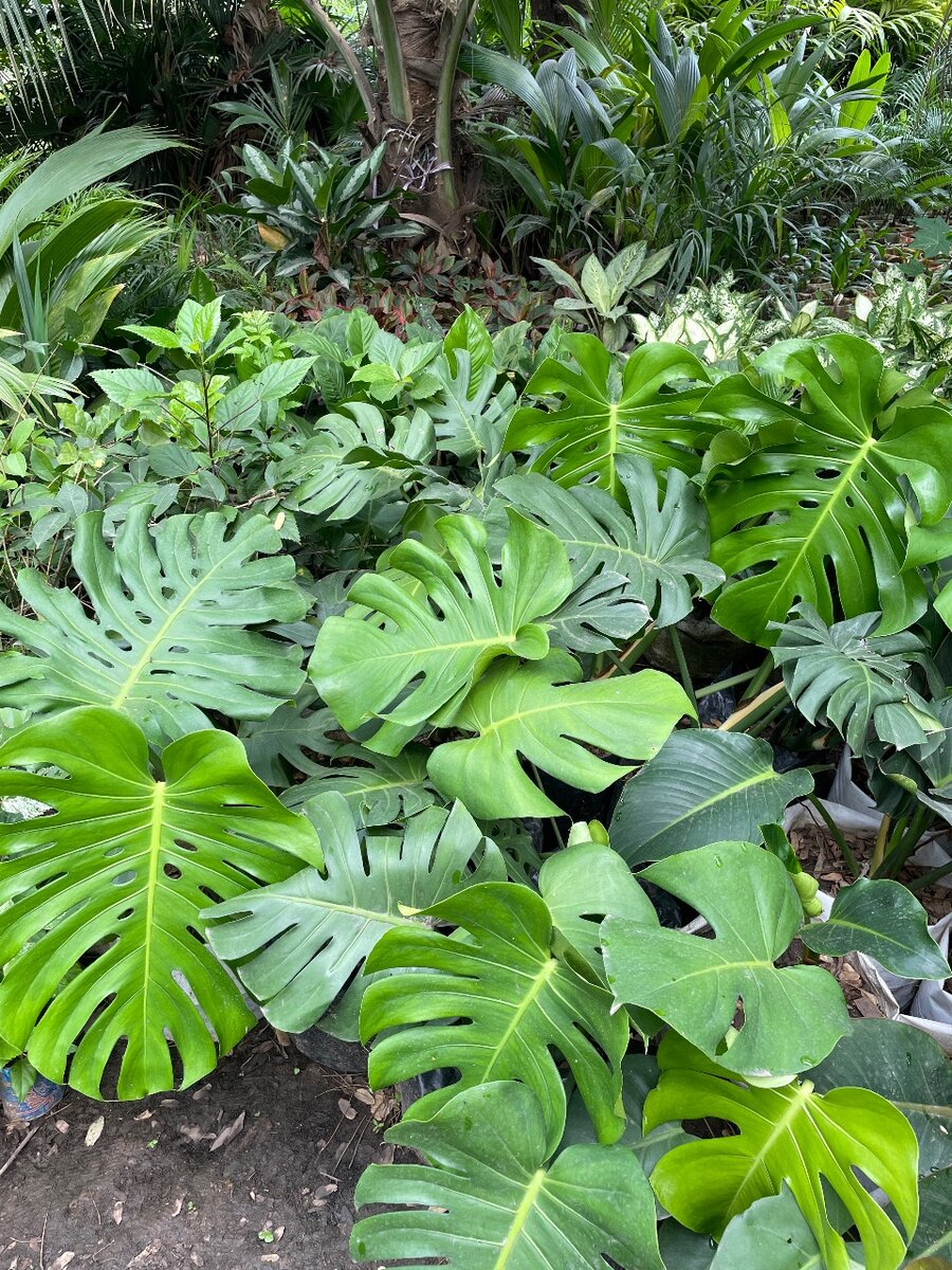Monstera plant