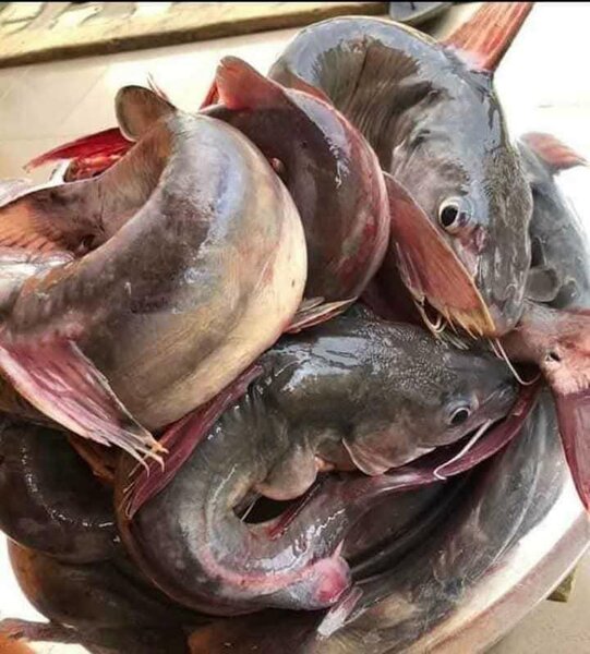 Machoiron deau douce frais