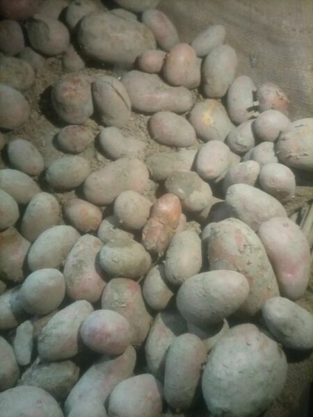 Potato 1kg
