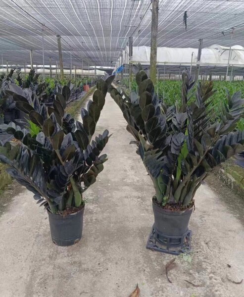 замиокулькас черный гигант