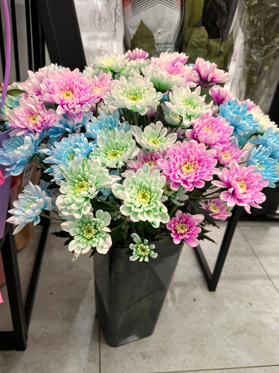 Радужная Хризантема