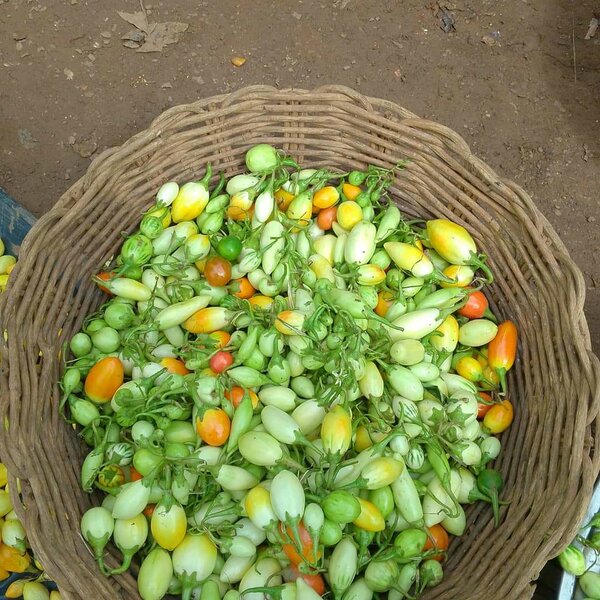 Tomates Vertes Fraîches