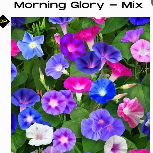 Morning Glory – Mix