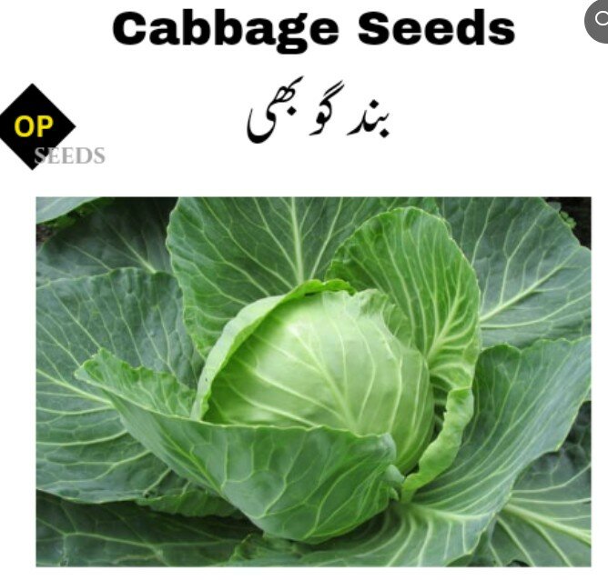 Cabbage (OP Seeds) بند گوبھی دیسی