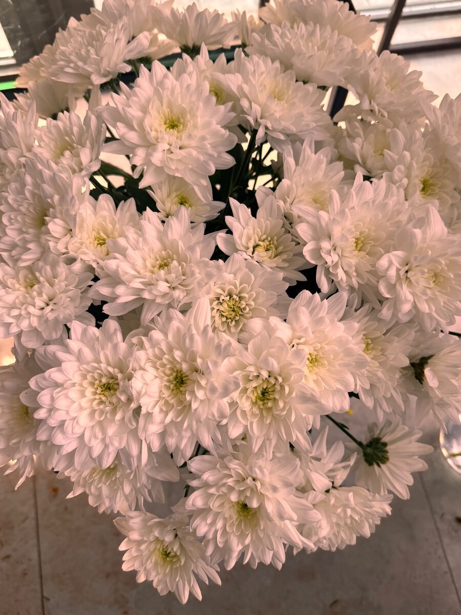 Хризантемы