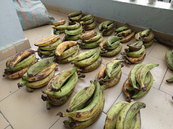 Banane plantain