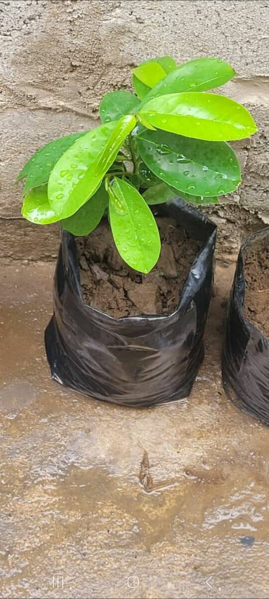 SOURSOP/GRAVIOLA PLANT SEEDLING