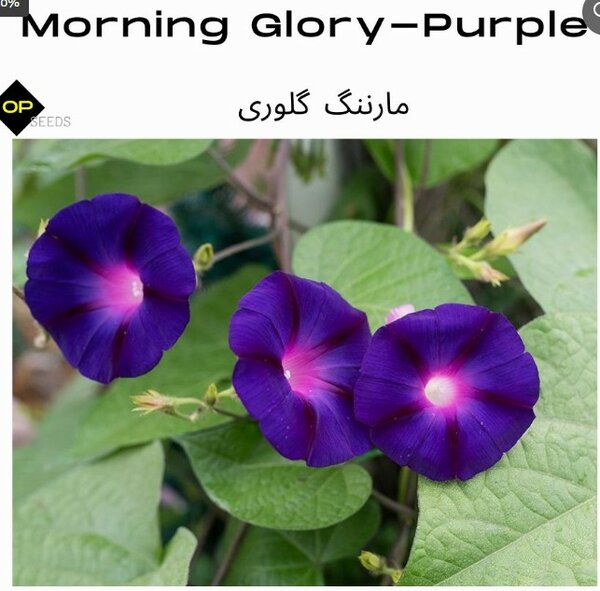 Morning glory – Purple