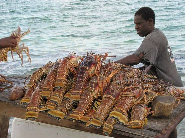 Homards frais pour la cuisine