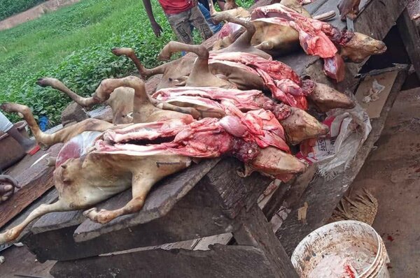 Viande de chèvre fraîche