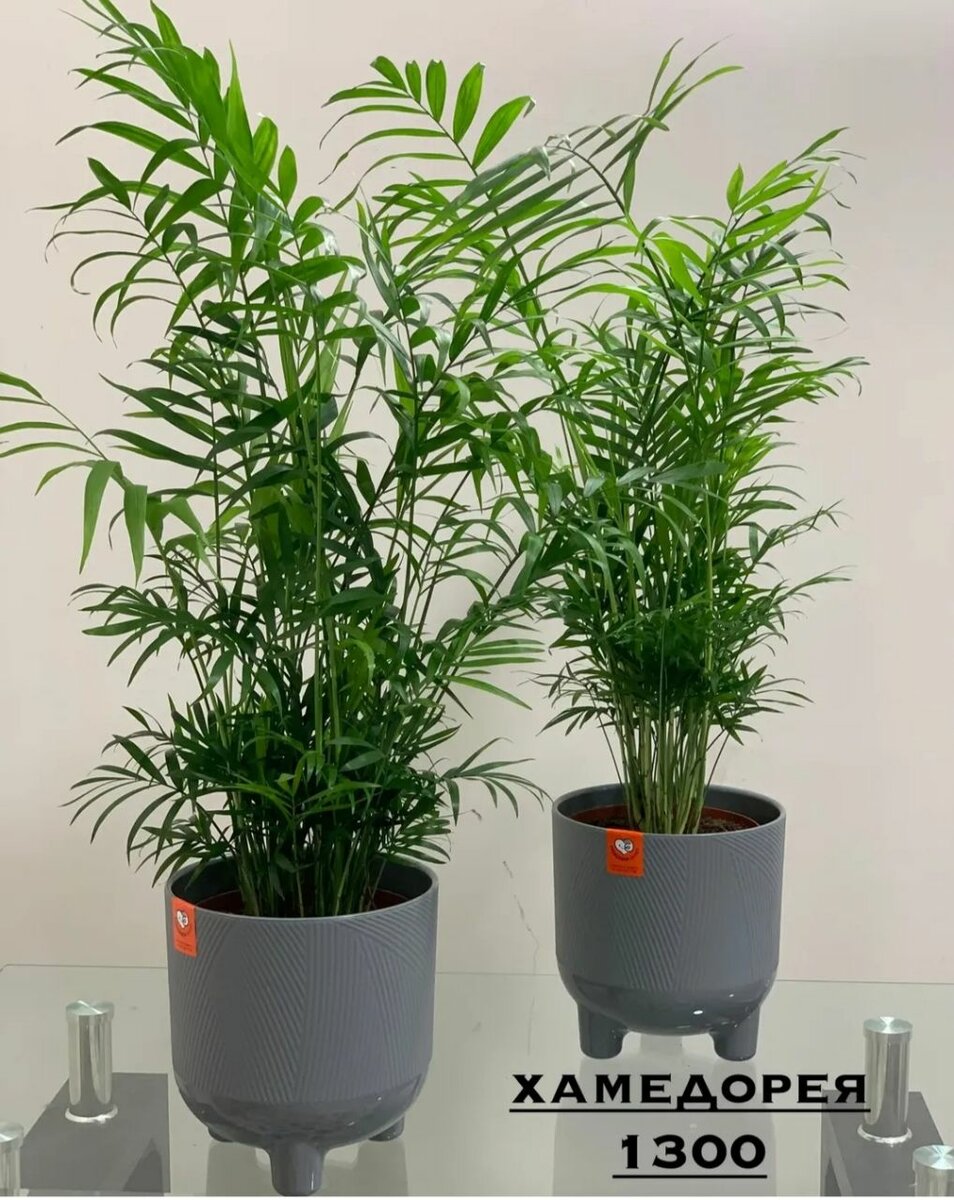 Хамедорея.