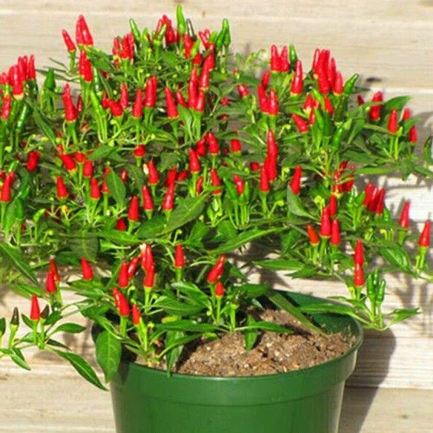 THAILAND  HOT PEPPER SEEDS