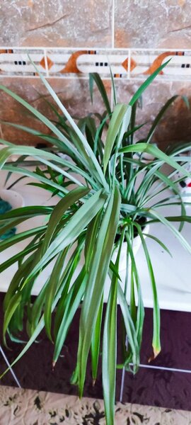 Хлорофитум хохлатый