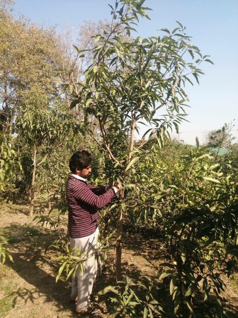 Mango trees