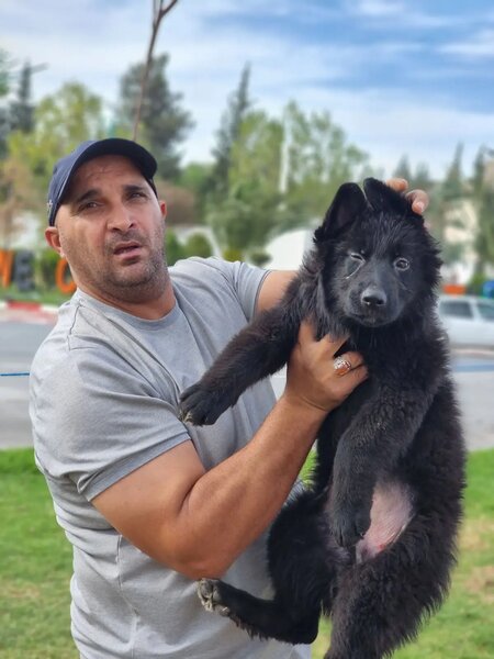 Canine_animalerir.fR