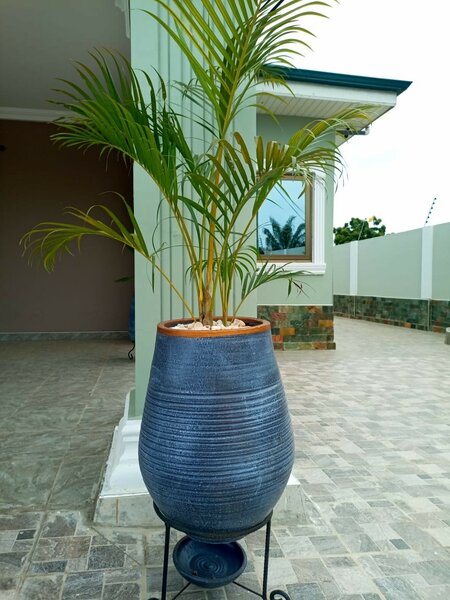 Gold / yellow cane palm.