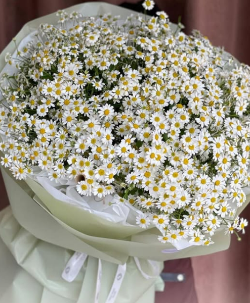 Кустовые ромашки