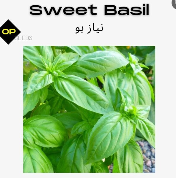 Sweet Basil
