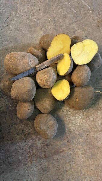Pommes de terre bio fraîches