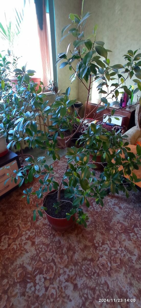 Фикус Крассифолия