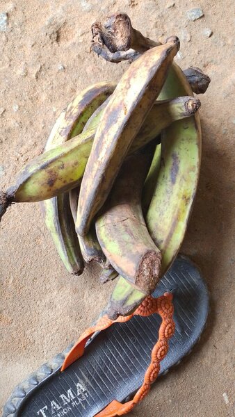 Bananes Plantains Fraîches