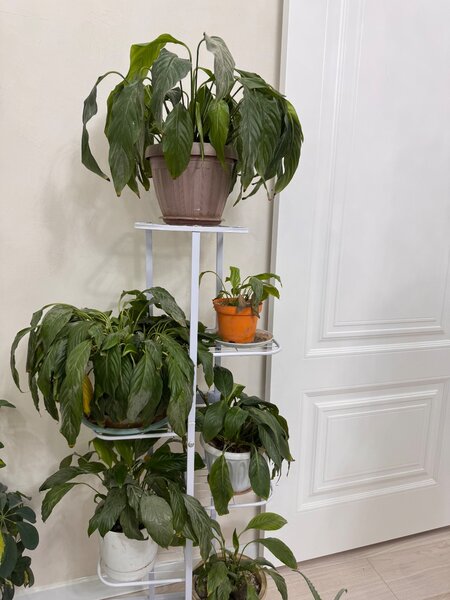 Женское счастье