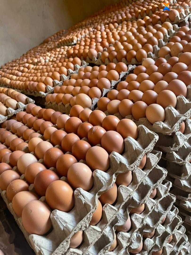 Œufs Frais en Gros et en détai