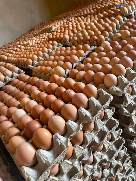 Œufs Frais en Gros et en détai