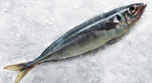 Poissons frais sur glace