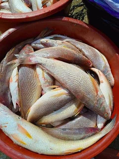 Sosso / Bare / Capitaine