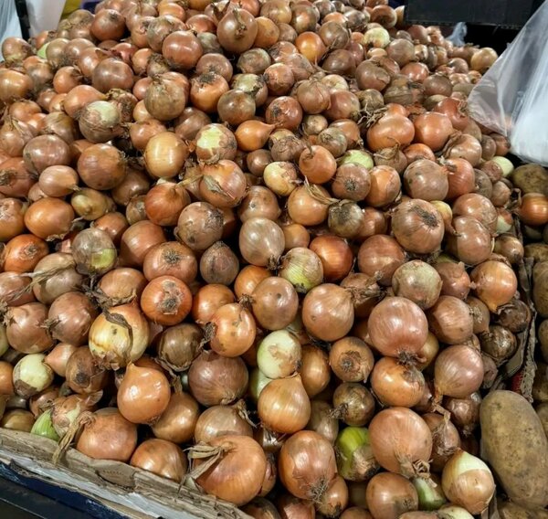 Oignons frais bio