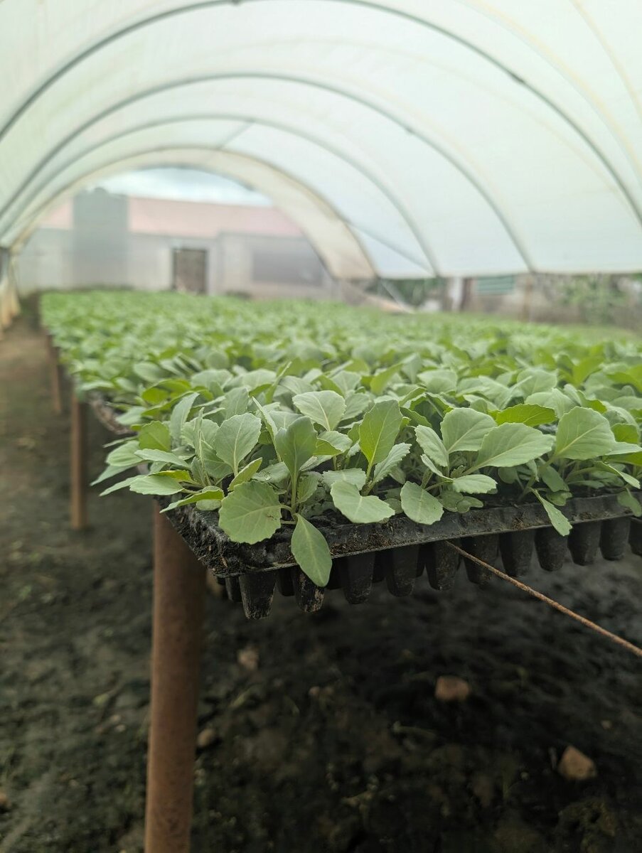 Horticulture veg seedlings