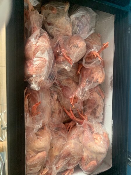 Poulet de chaire pondeuse