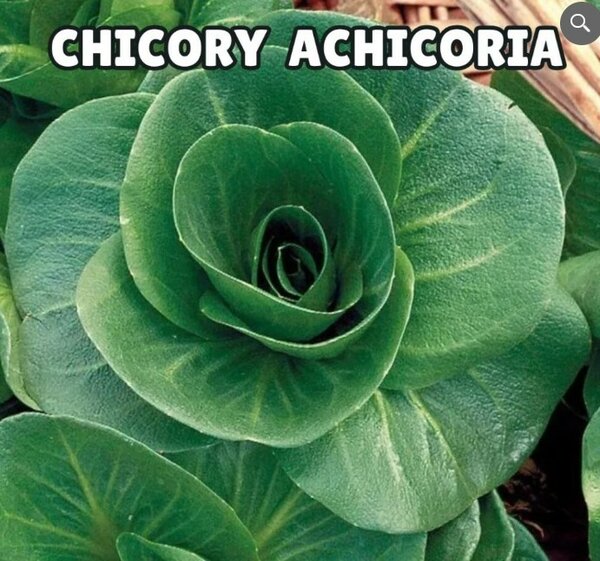 Chicory Achichoria Seeds