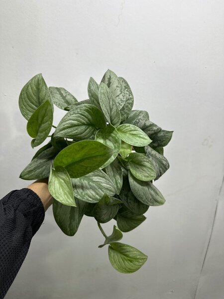 Самые красивые сорта сциндапсуса: Очарование природы в вашем